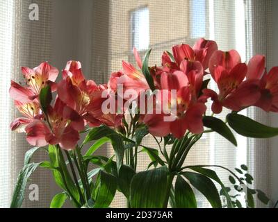 Eine Nahaufnahme von Alstroemeria Blume vor einem Hintergrund zu Hause. Botanische Makrofotografie zur Illustration von Alstroemeria Stockfoto