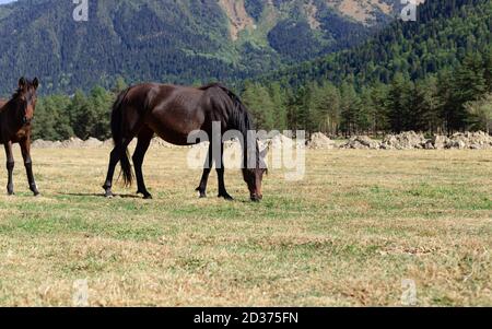 Schöne schwarze Stute mit Fohlen auf einer Alm Stockfoto