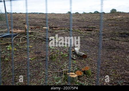 Calvert, Großbritannien. Oktober 2020. Ein Gebiet von Calvert Jubilee Naturschutzgebiet von Bäumen und Vegetation von Auftragnehmern im Auftrag der HS2 Ltd gerodet HS2 Ltd beschlagnahmte Besitz der östlichen Seite des Naturschutzgebietes, Das vom Berks, Bucks und Oxon Wildlife Trust (BBOWT) gepflegt wird und Heimat von Bittern, Zuchtseeschwalben und einigen der UKÕs seltensten Schmetterlinge ist, wird am 22. September durchgeführt, um Abfertigungsarbeiten im Zusammenhang mit der Hochgeschwindigkeitsstrecke HS2 durchzuführen. Kredit: Mark Kerrison/Alamy Live Nachrichten Stockfoto