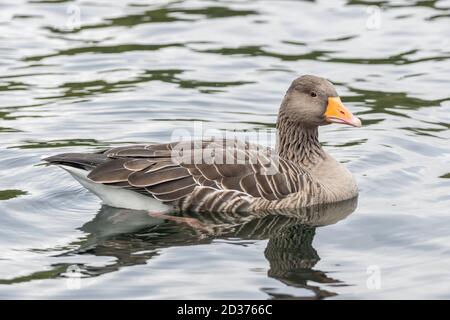 Graugans, Anser anser, auf dem Wasser, England, Großbritannien. Eine Graugans schwimmt oder paddelt auf einem See. Stockfoto