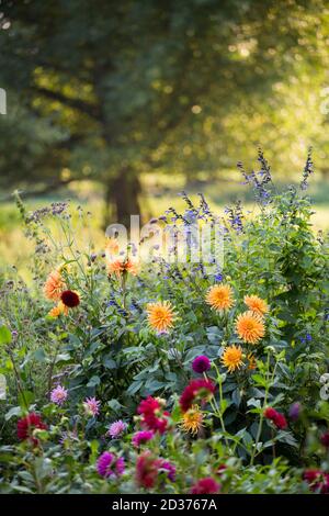 Ein Hüttengarten in der Abendsonne in Northamptonshire, Großbritannien Stockfoto