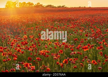 Die Sonne untergeht auf einem Mohnfeld auf dem Land, Jütland, Dänemark. Stockfoto