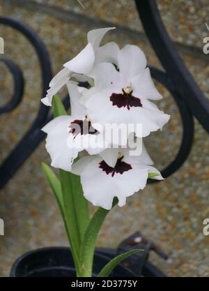 Weiße und dunkelviolette Farbe von Miltoniopsis Orchideen Stockfoto