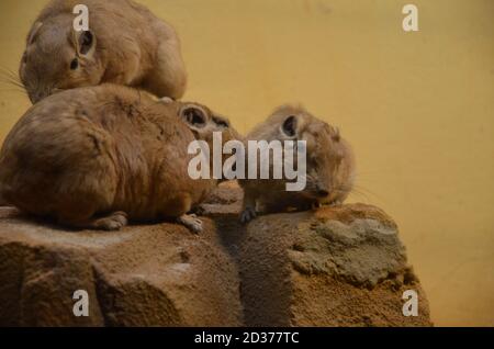 Gemeiner gundi (Ctenodactylus gundi) im Frankfurter Zoo Stockfoto