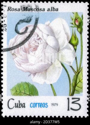 Sankt Petersburg, Russland - 18. September 2020: Briefmarke gedruckt in Kuba mit dem Bild der Rosa Muscosa, um 1979 Stockfoto