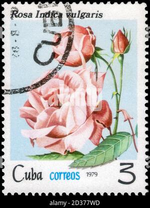 Sankt Petersburg, Russland - 18. September 2020: Briefmarke gedruckt in Kuba mit dem Bild der Rosa Indica, um 1979 Stockfoto