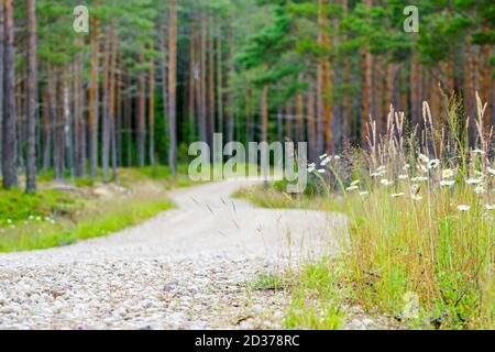 Kurvige Schotterstraße durch einen schönen Kiefernwald im Sommer, verschwommener Hintergrund Stockfoto