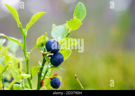 Reife wilde Heidelbeeren im Wald auf einem verschwommenen Hintergrund Stockfoto