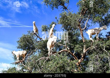 Arganbäume und die Ziegen auf dem Weg zwischen Marrakesch und Essaouira in Marokko Stockfoto