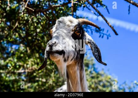 Arganbäume und die Ziegen auf dem Weg zwischen Marrakesch und Essaouira in Marokko Stockfoto