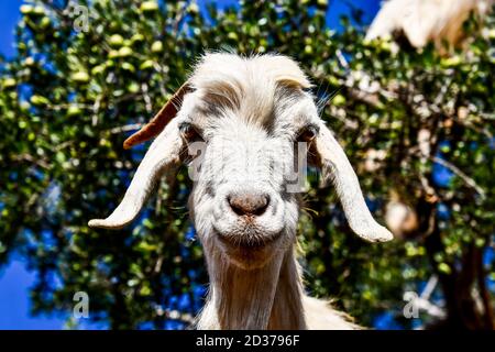Arganbäume und die Ziegen auf dem Weg zwischen Marrakesch und Essaouira in Marokko Stockfoto