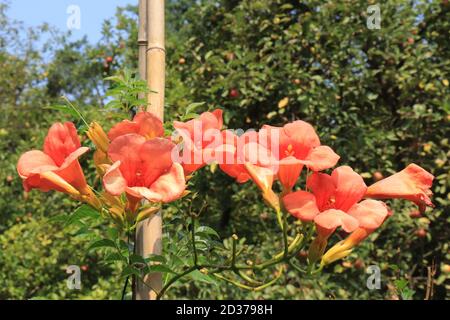 Campsis Radicans | Trumpet Vine oder Trompete Creeper auch bekannt als Kuh Juckreiz Rebe Stockfoto