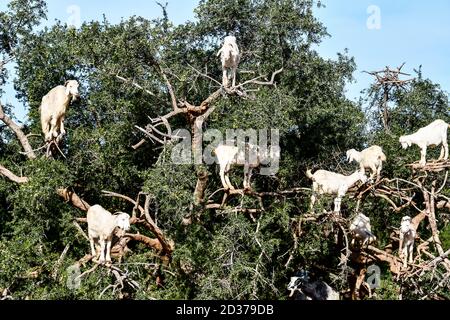 Arganbäume und die Ziegen auf dem Weg zwischen Marrakesch und Essaouira in Marokko Stockfoto