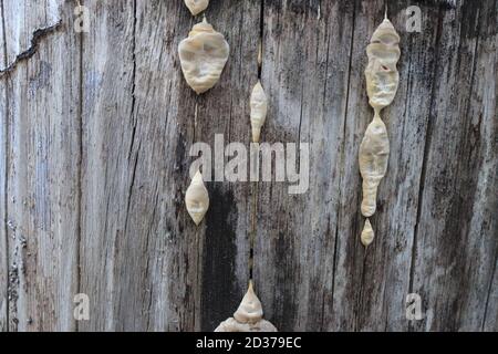 Baumpilze Putenschwanzpilz (Trametes versicolor) Wächst auf verfallenden Baumstamm Stockfoto