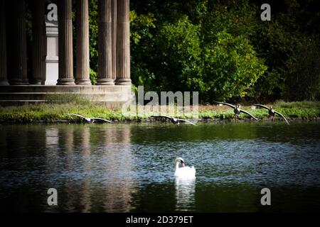 Enten fliegen über den See und ein weißer Schwan Ein grüner Hintergrund Stockfoto