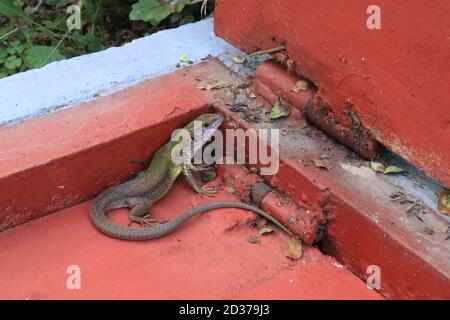 Östliche Grüne Eidechse, Europäische Grüne Eidechse, Smaragdeidechse (Lacerta viridis, Lacerta viridis viridis) Stockfoto