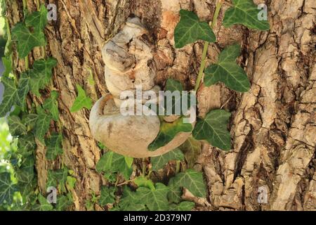 Baumpilze Putenschwanzpilz (Trametes versicolor) Wächst auf verfallendem Baumstamm und grünem Efeublatt Stockfoto