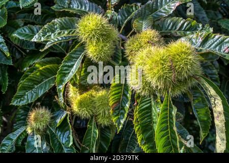 Edelkastanienbaum, Castanea sativa, mit stacheligen Kuppeln, die den essbaren Samen oder die Kastanie enthalten. Stockfoto