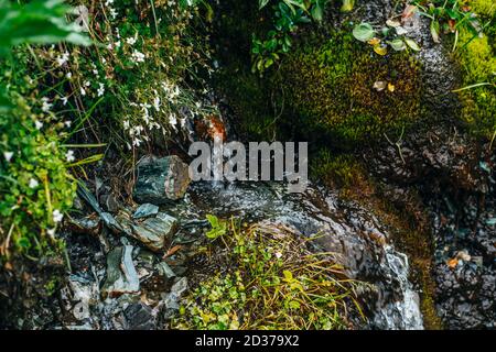 Landschaftlich schöner Hintergrund mit klarem Quellwasser zwischen dichtem Moos und üppiger Vegetation. Mountain Creek auf moosigen Hang mit frischem Grün und viele smal Stockfoto
