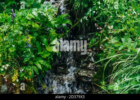 Landschaftlich schöner Hintergrund mit klarem Quellwasserbach inmitten üppiger Gräser. Bergbach auf Felsen mit dickem frischem Grün und vielen kleinen Blumen. Tröpfchen Stockfoto