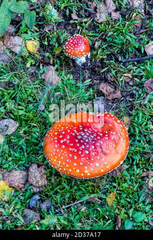 Reife Fliege Agaric Pilz, Amanita muscaria, zusammen mit unreifen Pilz, der noch hemisphärische Kappe hat. Stockfoto