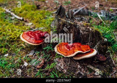 Zwei große rote Polyporen wachsen auf gebrochenem Baum. Lebhafter roter Zunder Pilz auf Baumstumpf Nahaufnahme. Fomitopsis pinicola auf Rinde zwischen grünen Pflanzen im Wald. Stockfoto