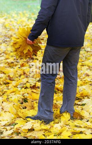 Herbst. Herbst. Ein Mann steht mit dem Rücken und hält einen Strauß des Herbstes, gesammelt aus gelben Ahornblättern. Stockfoto