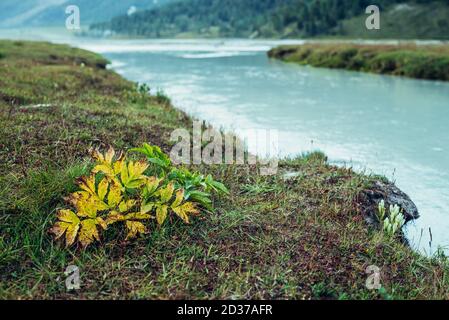 Landschaftlich schöner Naturhintergrund mit Vegetation am Ufer des azurblauen Bergflusses. Schöne Hochlandflora in der Nähe von Fluss mit Cyan Wasser. Idyllische Herbstlandschaft Stockfoto