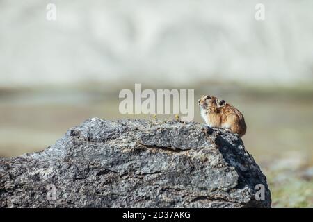 Schöne kleine Hika Nagetier sitzt auf heißen Stein in sonnigen Sommertag. Kleine Hika Nagetier sonnen sich auf Felsen. Kleine pelzige Tier sitzt auf Felsbrocken unter d Stockfoto