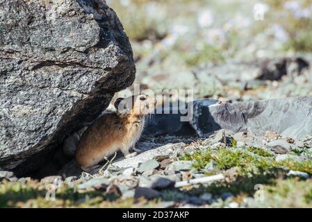 Schöne kleine Hika Nagetier versteckt vor Hitze unter Stein im Schatten. Kleine Hika Nagetier verstecken sich vor der Sonne unter Felsen im Schatten in heißen sonnigen Tag. Etwas Furr Stockfoto