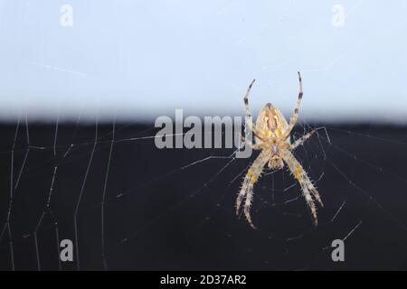 Eine Gartenspinne sitzt auf einem Netz, eine Nahaufnahme auf einem dunklen hellen Hintergrund Stockfoto