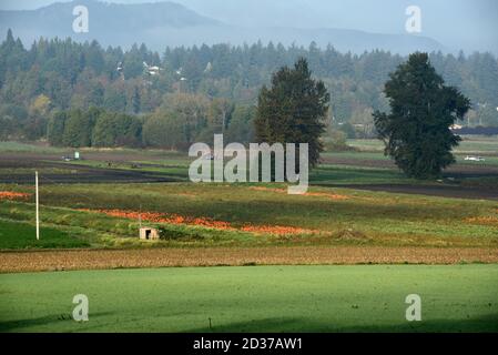 Orangen-Kürbisse warten auf die Herbsternte auf einem Farmfeld auf Vancouver Island, British Columbia, Kanada. Stockfoto