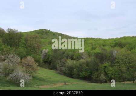 Grüne grasbewachsene und bewaldete Gebiete Stockfoto