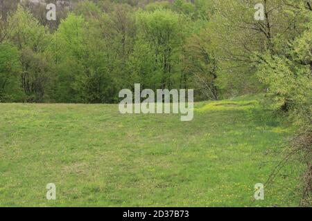 Grüne grasbewachsene und bewaldete Gebiete Stockfoto