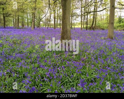 Glockenblumen im Holz Stockfoto