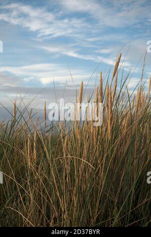 Grashalme mit blauem Himmel dahinter Stockfoto