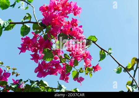 Rote Bougainvillea Blüten mit grünen Blättern und Ästen gegen ein Blauer Himmel am blauen Himmel Stockfoto