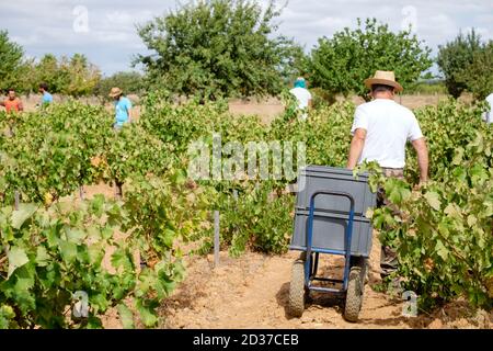 vendimia de uva Premsal, Finca de Camí de felanitx, Celler Mesquida-Mora, Porreres, Mallorca, balearen, Spanien Stockfoto