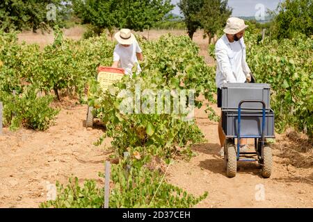 vendimia de uva Premsal, Finca de Camí de felanitx, Celler Mesquida-Mora, Porreres, Mallorca, balearen, Spanien Stockfoto