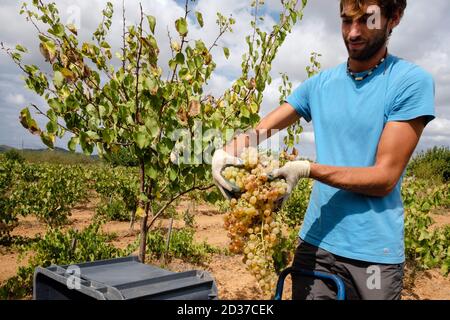 vendimia de uva Premsal, Finca de Camí de felanitx, Celler Mesquida-Mora, Porreres, Mallorca, balearen, Spanien Stockfoto