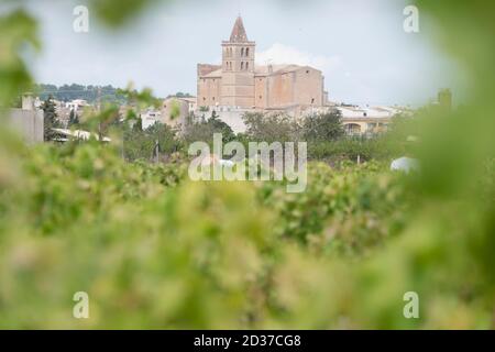 vendimia de uva Premsal, Finca de Camí de felanitx, Celler Mesquida-Mora, Porreres, Mallorca, balearen, Spanien Stockfoto