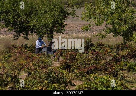 Vendimiando uva Callet, viña des pou de Sa Carrera, Celler Mesquida-Mora, Porreres, Mallorca, balearen, Spanien Stockfoto