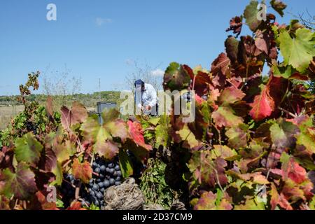 Vendimiando uva Callet, viña des pou de Sa Carrera, Celler Mesquida-Mora, Porreres, Mallorca, balearen, Spanien Stockfoto