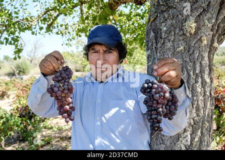 Vendimiando uva Callet, viña des pou de Sa Carrera, Celler Mesquida-Mora, Porreres, Mallorca, balearen, Spanien Stockfoto