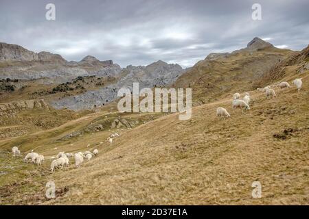 rebaño de ovejas, Linza, Parque natural de los Valles Occidentales, Huesca, cordillera de los pirineos, Spanien, Europa Stockfoto