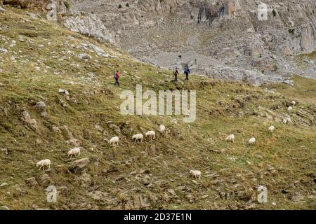 rebaño de ovejas, collado de Linza, Parque natural de los Valles Occidentales, Huesca, cordillera de los pirineos, Spanien, Europa Stockfoto