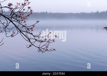 Zucker Ahornbaum in Blüte, gegen einen frühen Morgennebel, über einem See im frühen Frühjahr schauen. Northern Ontario, Kanada. Stockfoto