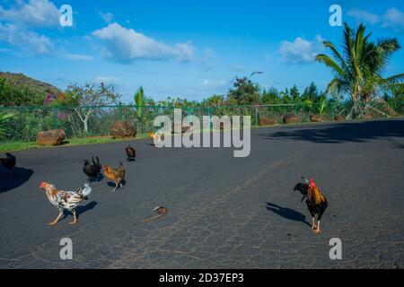 Wildes Huhn auf einem Parkplatz auf Kauai Island, Hawaii, USA. Stockfoto