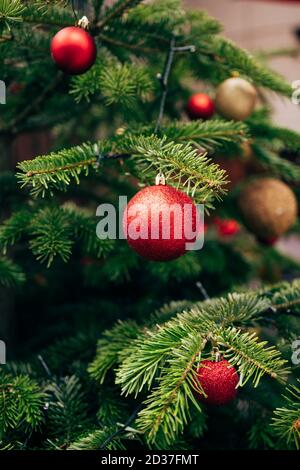 Rote Weihnachtskugel in funkelt auf Tannenzweigen. Stockfoto