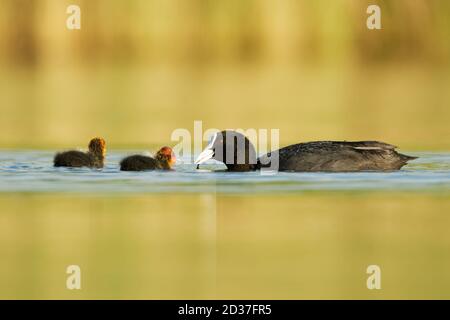 Eurasischer Ruß (Fulica atra) mit Küken Youngster, genannt gewöhnlicher Ruß, australischer Ruß, ist ein Mitglied der Eisenbahn- und Krabbenvogelfamilie Rallidae, gefunden Stockfoto